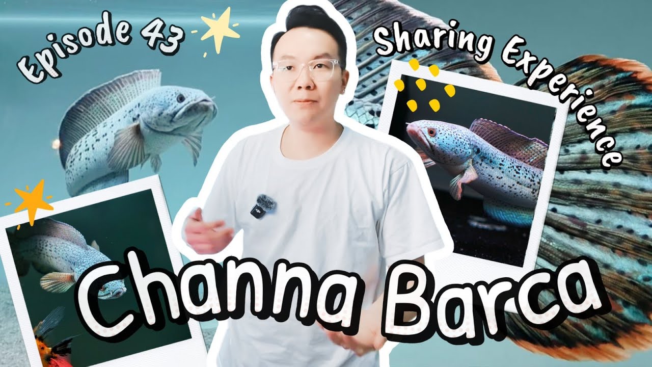 EP43: Channa Barcaမွေးခဲ့တဲ့အတွေ့အကြုံဝေမျှခြင်း [Channa Barca Keeping Experience Sharing]