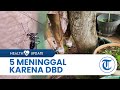 Ahli Sebut Kemunculan Penyakit DBD Dipengaruhi Oleh Rusaknya Lingkungan