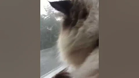 Watch the video about Himalayan kitten meowing