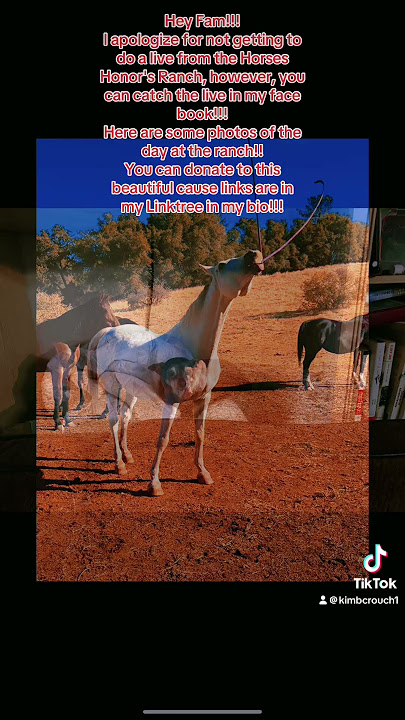 What a dream come true! #horseshonor #nonprofit #retired #horses #live