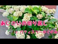 あじさいの切り戻しinパティスリーかぐのみ