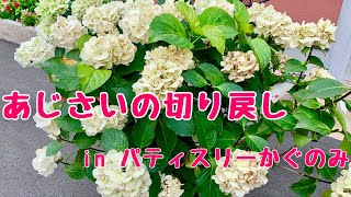 あじさいの切り戻しinパティスリーかぐのみ