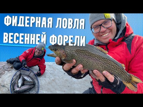 Video: Брюсселде форель филеси жана жаңгак бар