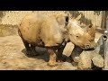 日本平動物園　シロサイ　RHINOCEROS　③