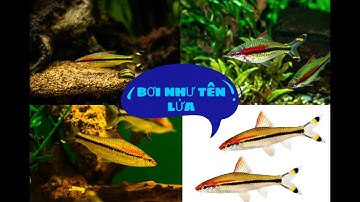 Cá HỒNG MI - Loài cá phóng như Tên Lửa, siêu đẹp và năng động!