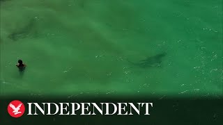 Tiger shark filmed weaving through clueless swimmers at Perth beach