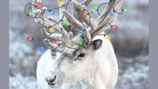 Reindeer Acrylic Painting LIVE Tutorial thumbnail