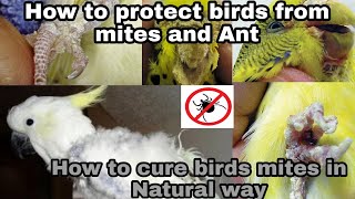 How to protect birdsfrom mites&Ant /How to cure birds mites in  NATURAL METHOD tamil/pets stream