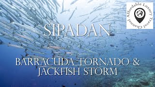 Sipadan Scuba Diving - Barracuda Tornado &amp; Jack Fish Storm