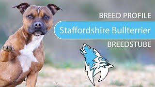 ► Staffordshire Bull Terrier Breed Profile [2022] Temperament &amp; Training