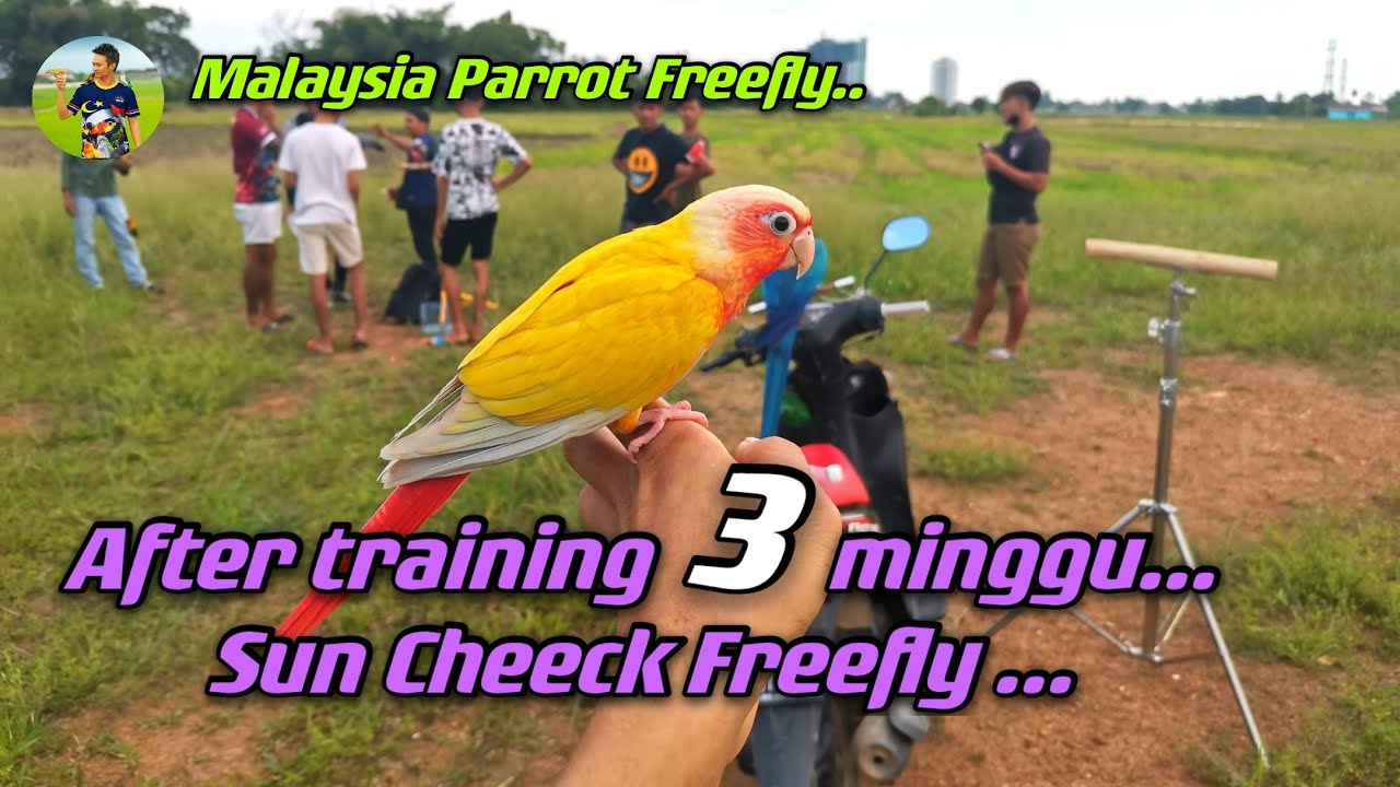 Sun Cheek Conure Selepas Training 3 minngu kasi Freefly | Sun Cheek Conure |Training Parrot Freefly