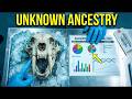 What Ancient DNA Revealed About Saber-Toothed Cat Ancestry Is Extremely Interesting