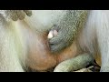 feelings How King Monkey Make Oral Mating