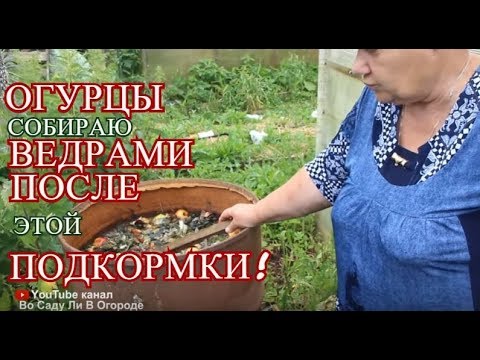 ПОДКОРМИЛА ЭТИМ ОГУРЦЫ и теперь СОБИРАЮ ИХ ВЕДРАМИ!