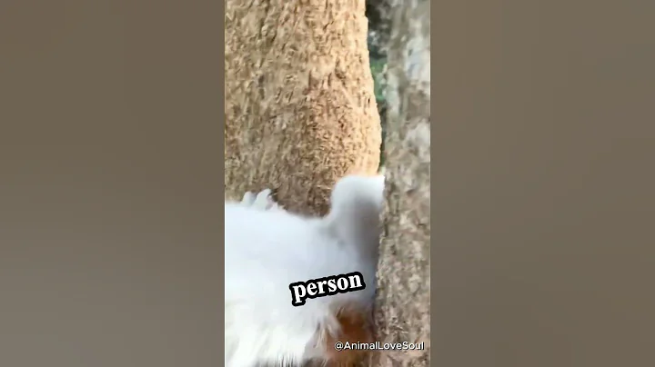 Cat Stuck in Tree! 😭 Person Saves the Day! 🐈