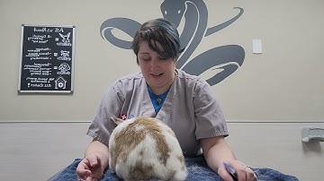 Pet Care Basics:  Rabbit SQ Injections