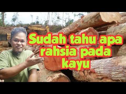 Video: Tekstur kayu di bahagian dalam