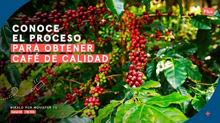 Proceso para obtener un buen café | Desde el Jardín