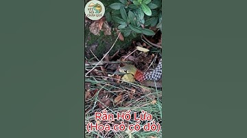 Cận Cảnh Rắn Hoa Cỏ Cổ Đỏ - Loài Rắn Độc Chưa Có Huyết Thanh #snake #canhbao