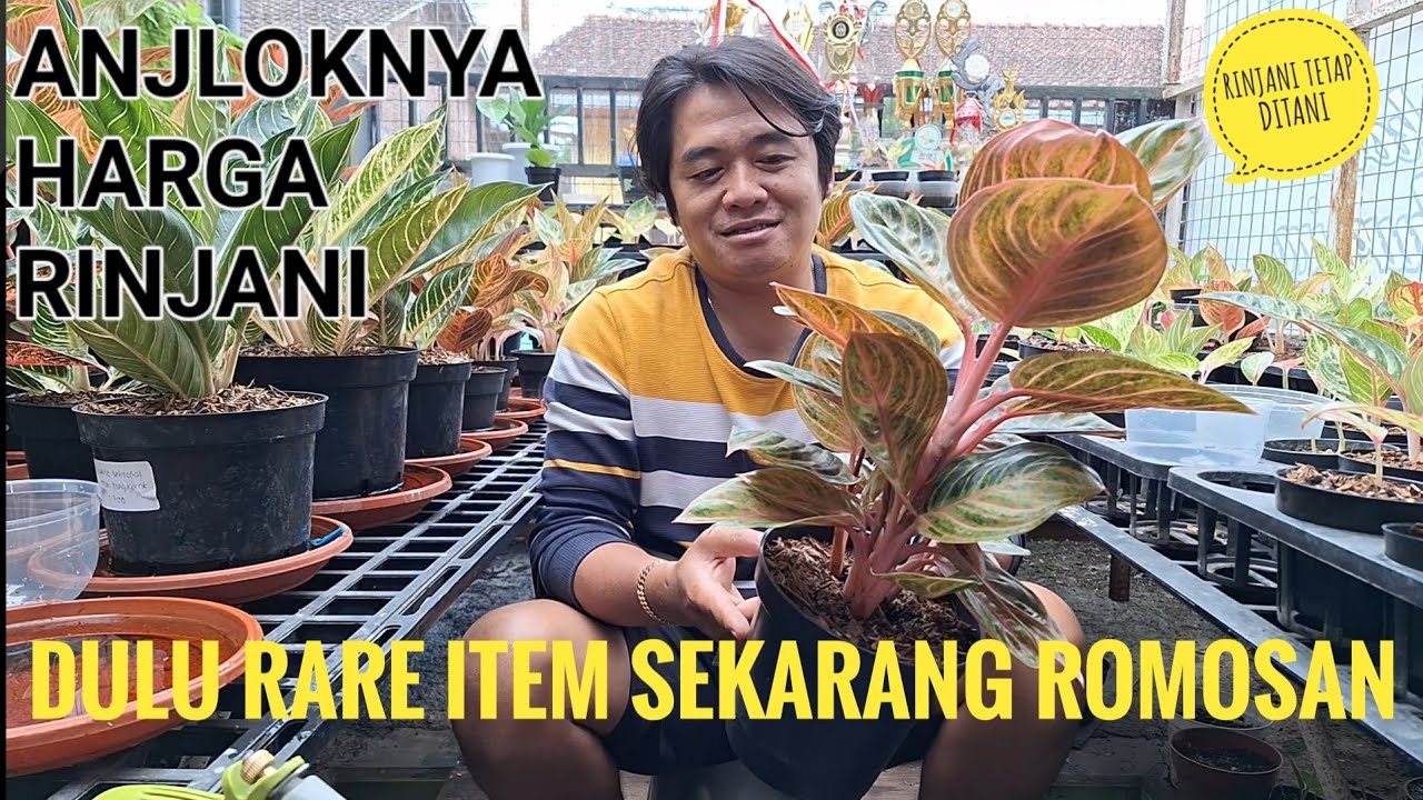 RAHASIA SUKSES BERTANI AGLAONEMA DI MAHKOTA ANTHURIUM.DENGAN MEDIA SUPER MULTIGUNA
