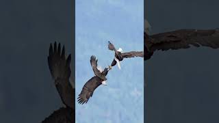 🦅 Эпичная схватка в воздухе: Орланы борются за превосходство!