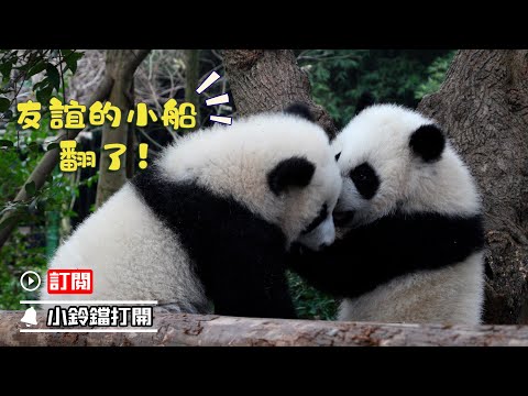 《熊貓早晚安》大熊貓友誼破碎的瞬間 | iPanda熊貓頻道
