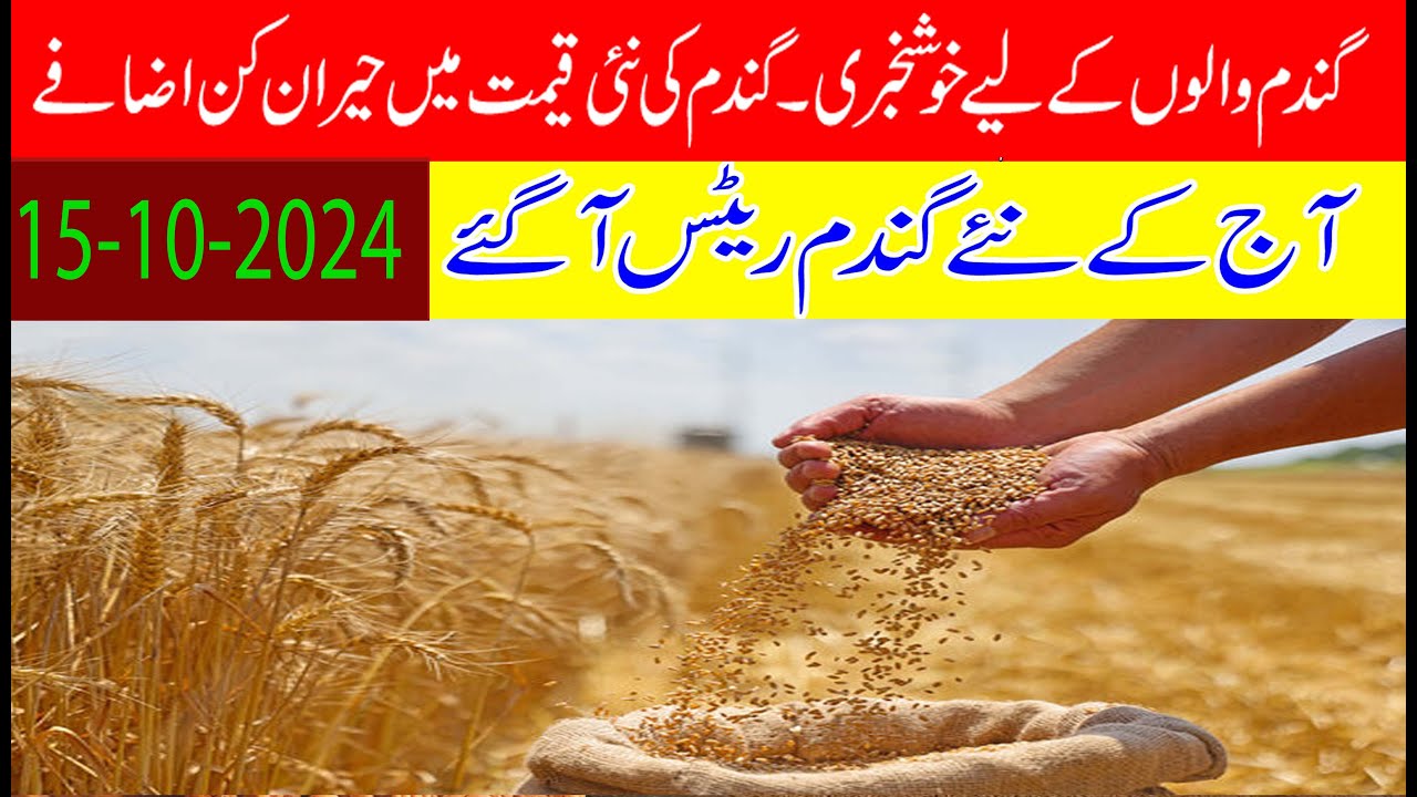 wheat rate today punjab pakistan 2024| Today new wheat rate/price ...