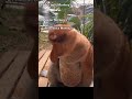 #monkeyfacts #coolanimals #funfact #typesofmonkey #jungleanimals #funnyclips #DmonkeClips