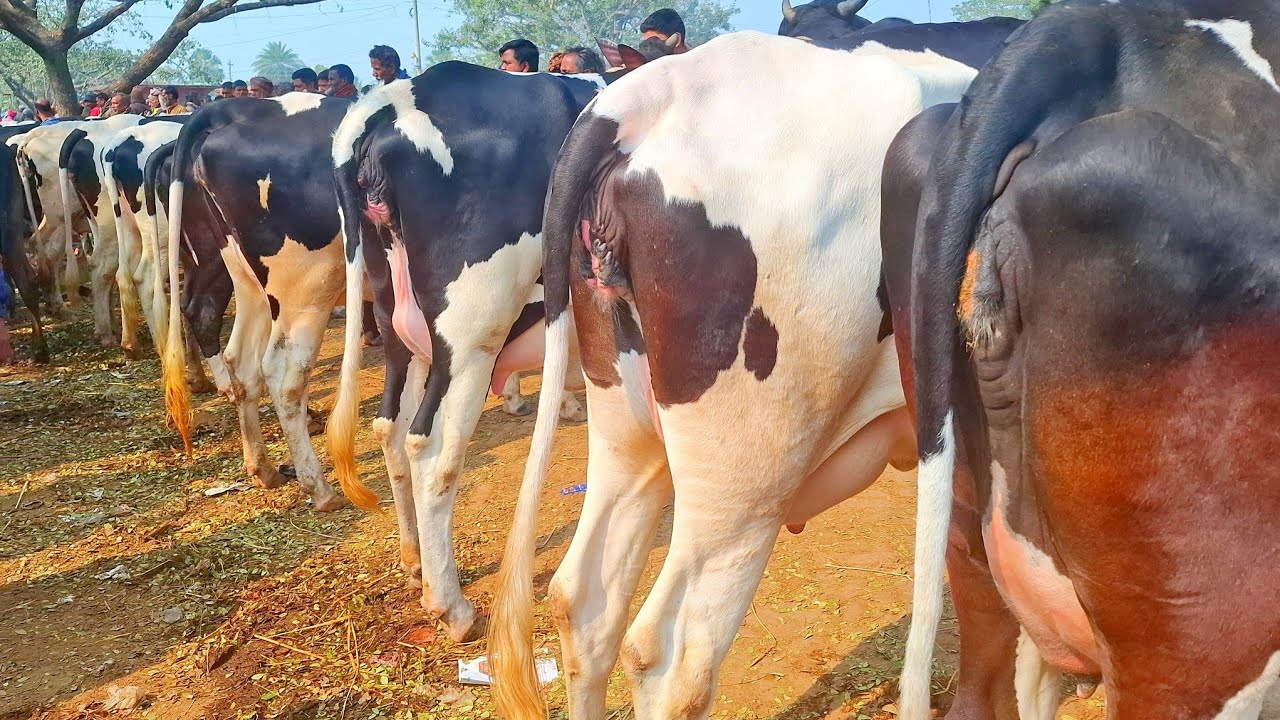 ১৬/০১/২৬/সোনাইচন্ডি গরুর হাট থেকে সর্বোচ্চ কোয়ালিটি সম্পন্ন ৮/৯ মাসের প্রেগনেন্ট ও বাচ্চা সহ গাভী 