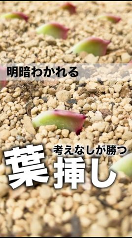 明暗わかれる!考えなしが勝つ多肉の葉挿し #succulent #多肉植物 #エケベリア #モキモキ