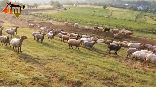 Coban Bayatisi - Qara Goz Terane Ilqar Rasim