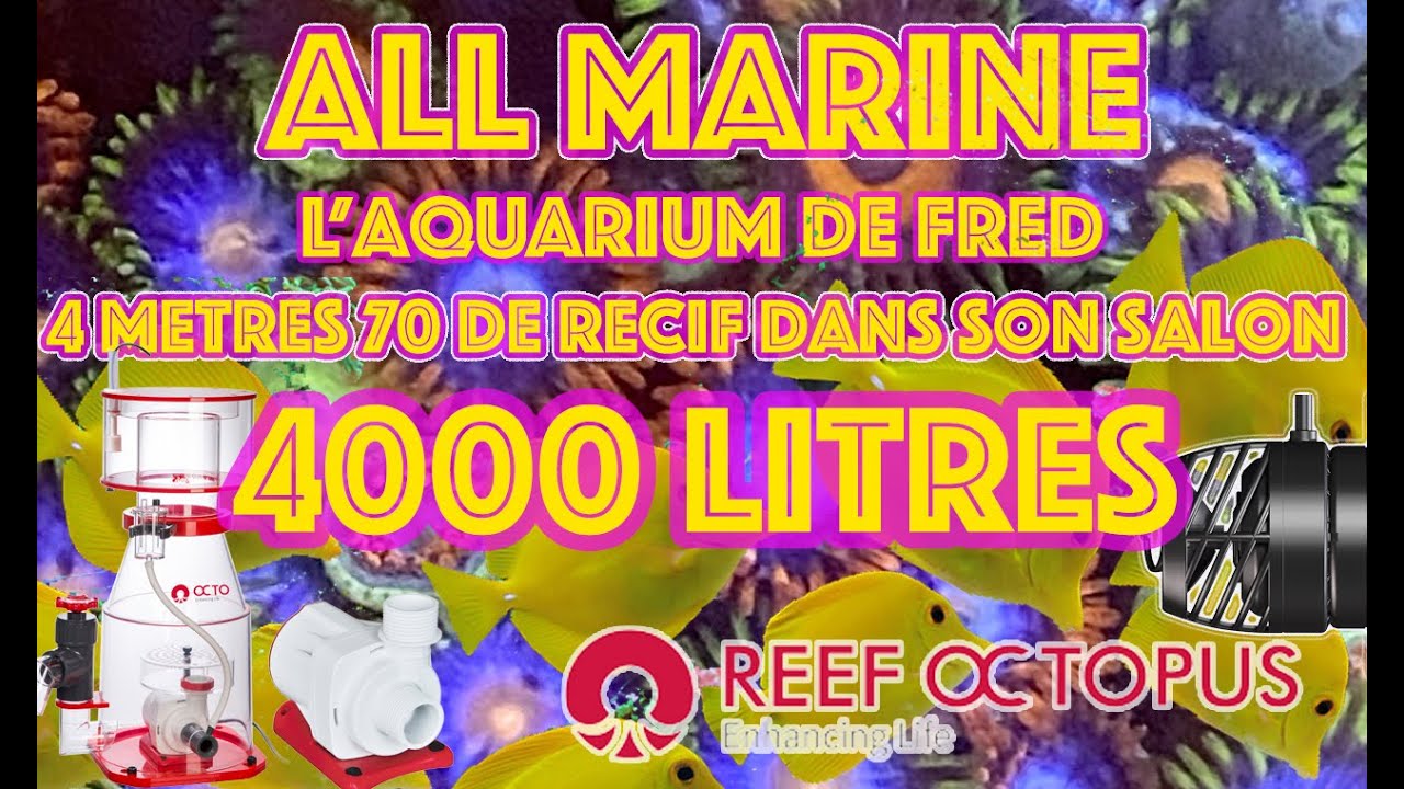 Les premiers mois de l aquarium récifal de 4000 L