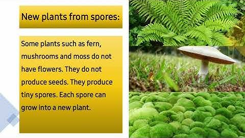 Metropolitan School Week 3 Class 5 Science Lesson