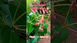 ඔබේ සුවඳ....කුරුඳු 🤩#tree #cinnamon #health #shortvideo #views