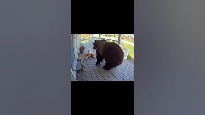 Cat Saves Baby From Charging Bear!