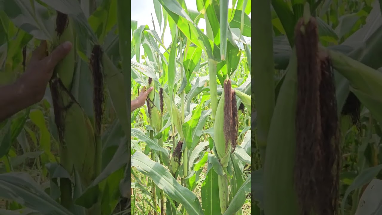 Producción de Híbrido de Maíz H INTA 991 