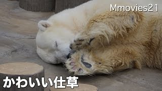 Cute Polar Bear かわいいキャンディ非展示デナリ ホッキョクグマ