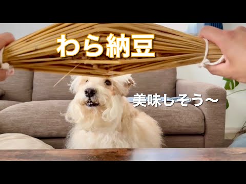 初めて見る「わら納豆」に愛犬がw テリア