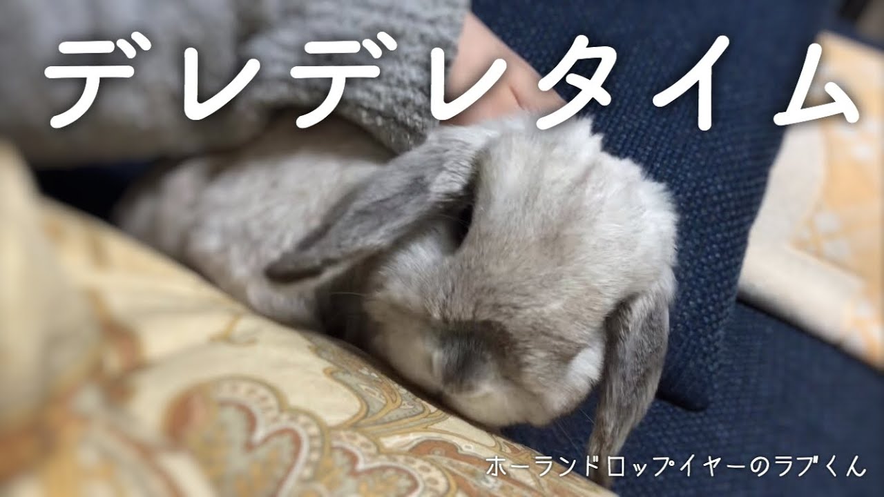 うさぎのデレデレタイム なつくとこんな感じでかわいいのです ホーランドロップイヤー Bunny Holland Lop Youtube