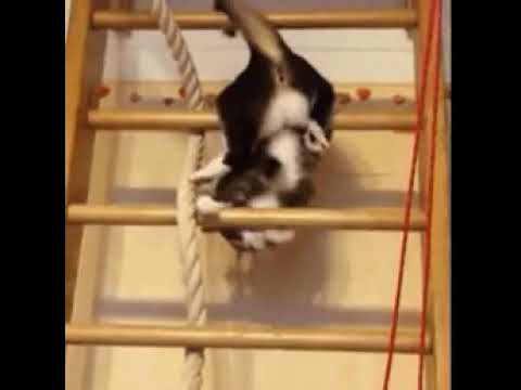 сильный кот - YouTube