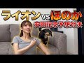 【検証】愛犬ライオンに競馬予想させたら私より当たる説。