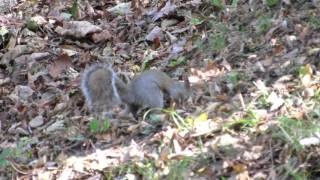 Gray Squirrel Burying Nuts in Hillside