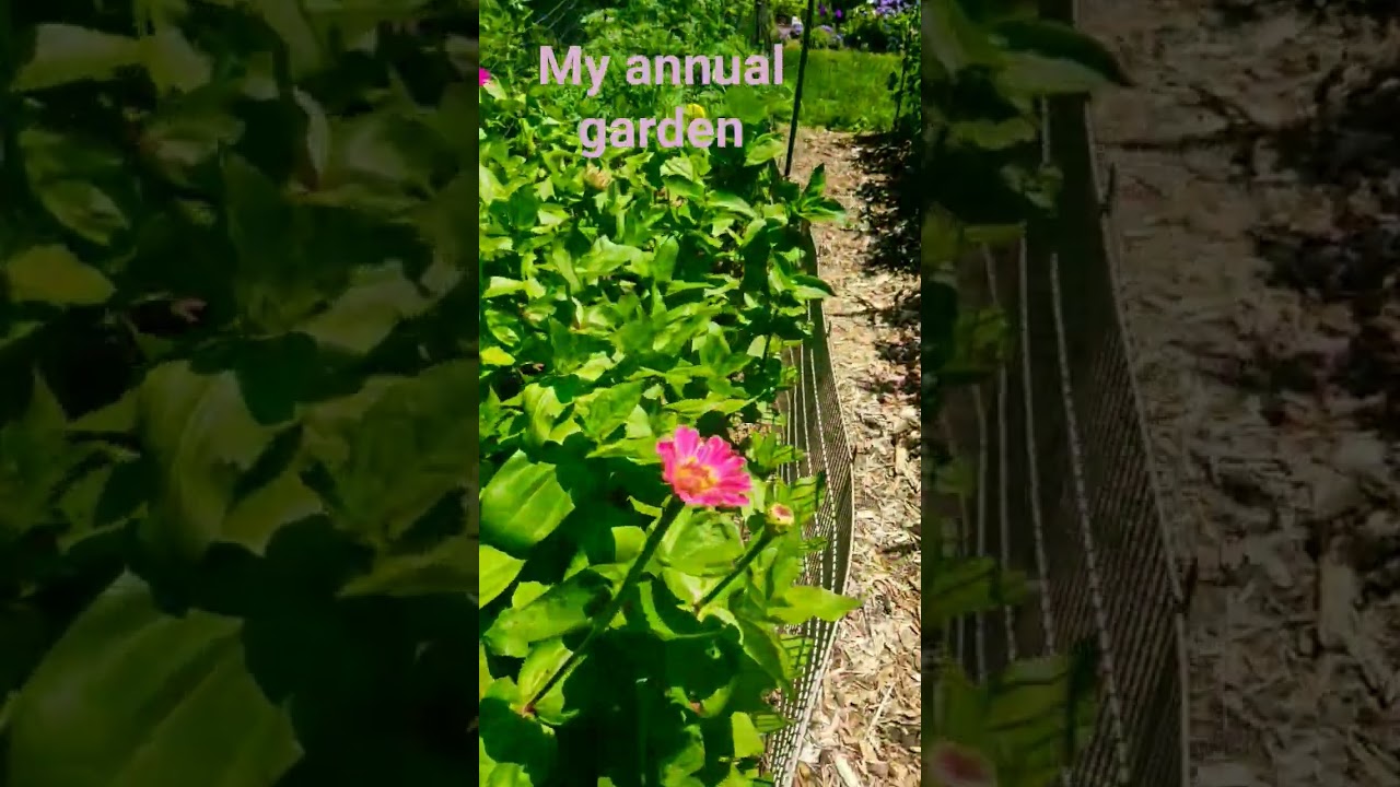 my annual garden
