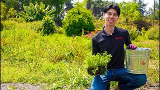 How to Use Compost in Your Home Garden