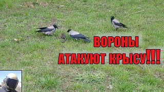 вороны атакуют крысу !!!