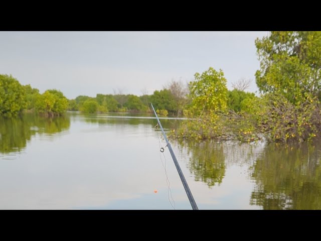 Kotomono angler sedang live mancing kakap putih