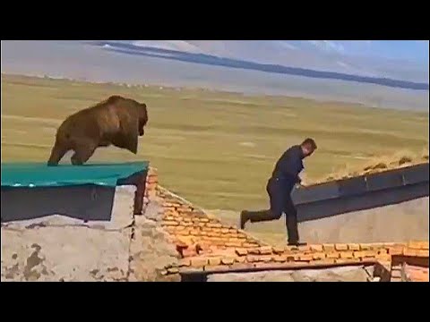 Медведь достанет где угодно. Мир диких животных в дикой природе.