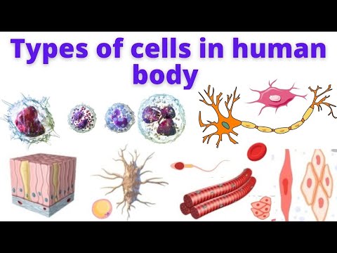 Types of cells in Human body | Human Anatomy and Physiology