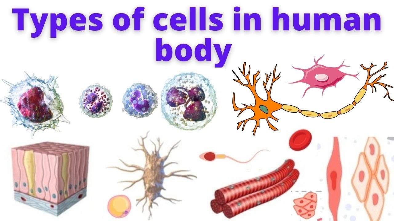 research and report types of human cells