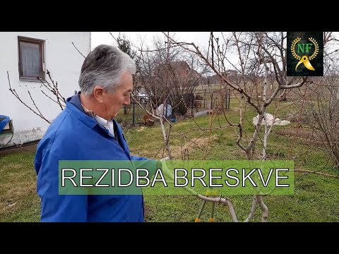 Video: Orezivanje stabla breskve: saznajte kako i kada orezati stabla breskve